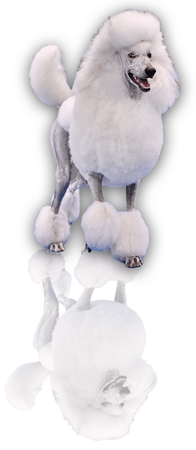 Velvet Artemon Josephine Joy alias Pepinka